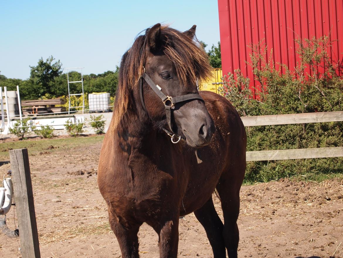 Islænder Gæfa fra Tjørnegården billede 19