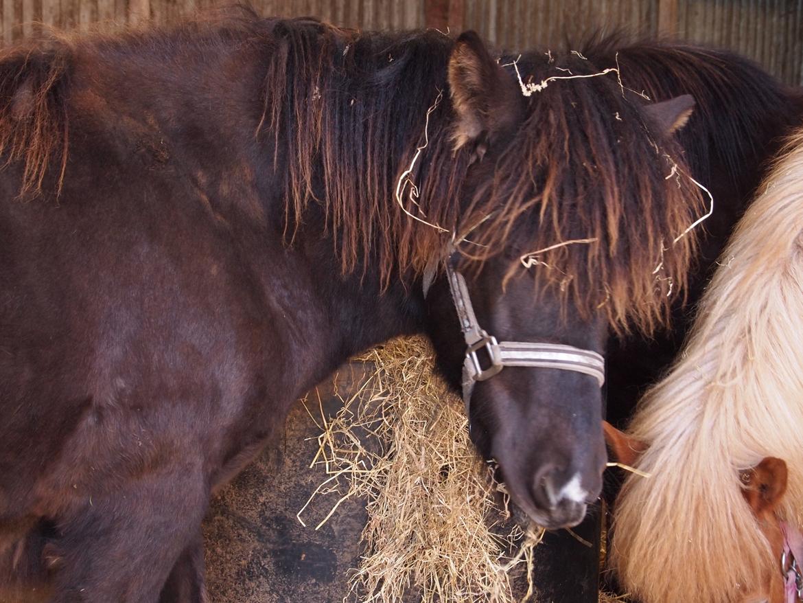 Islænder Gæfa fra Tjørnegården billede 6