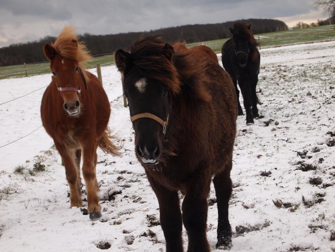 Islænder Gæfa fra Tjørnegården billede 10