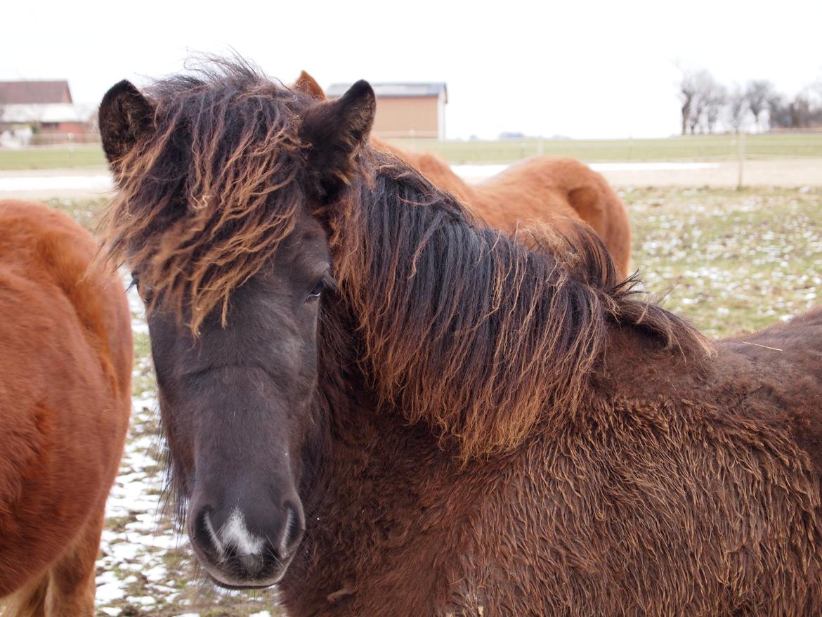 Islænder Gæfa fra Tjørnegården billede 20
