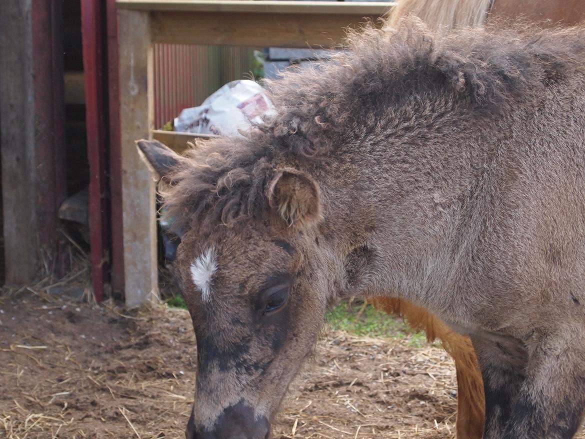 Islænder Gæfa fra Tjørnegården billede 8