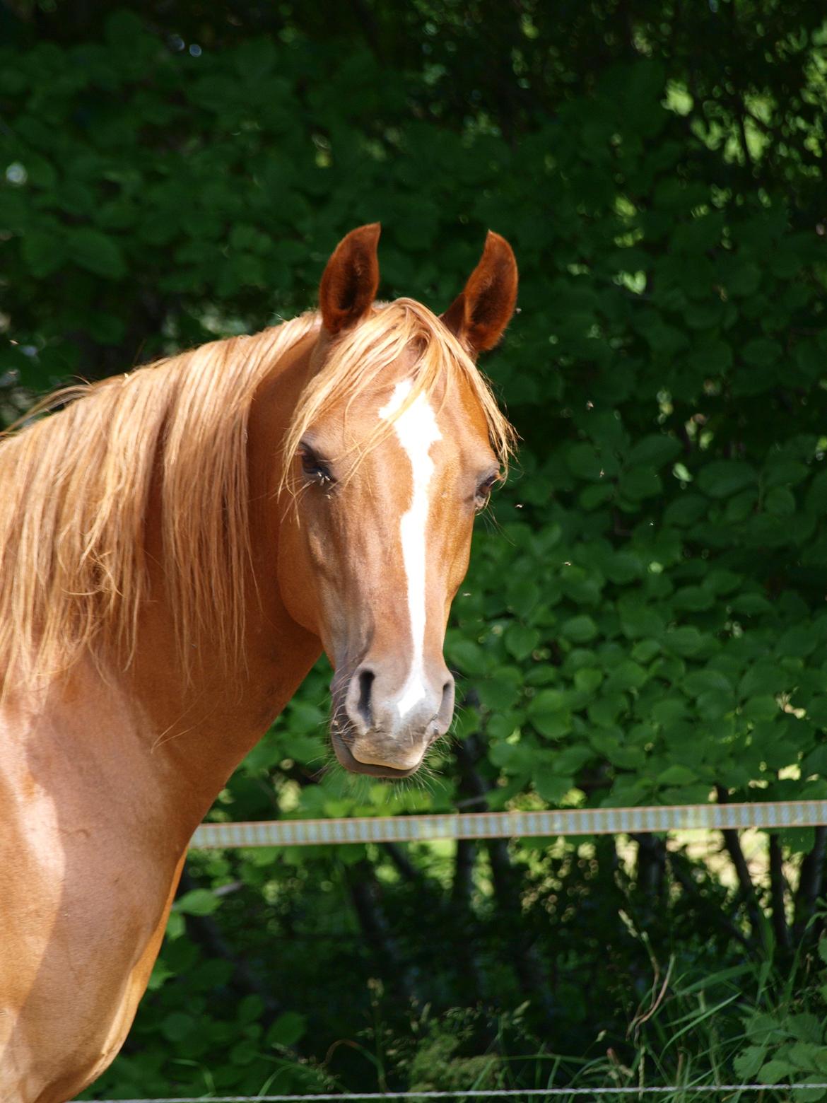 Arabisk fuldblod (OX) Bjørnebo's Shirak OX - 11-07-2013 billede 4
