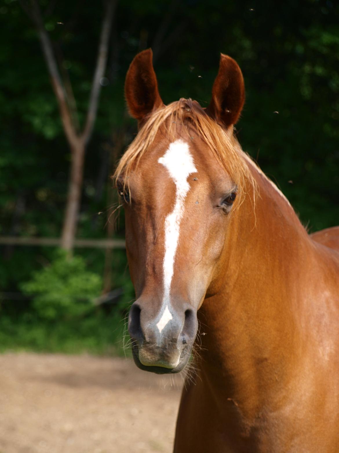 Arabisk fuldblod (OX) Bjørnebo's Shirak OX - 11-07-2013 billede 5
