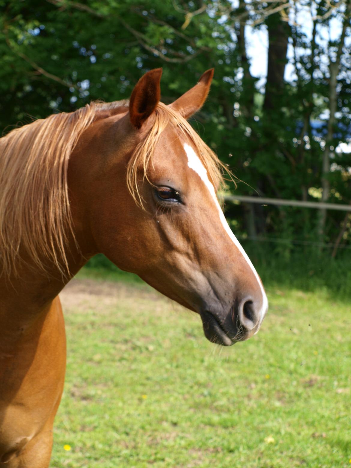 Arabisk fuldblod (OX) Bjørnebo's Shirak OX - 11-07-2013 billede 6