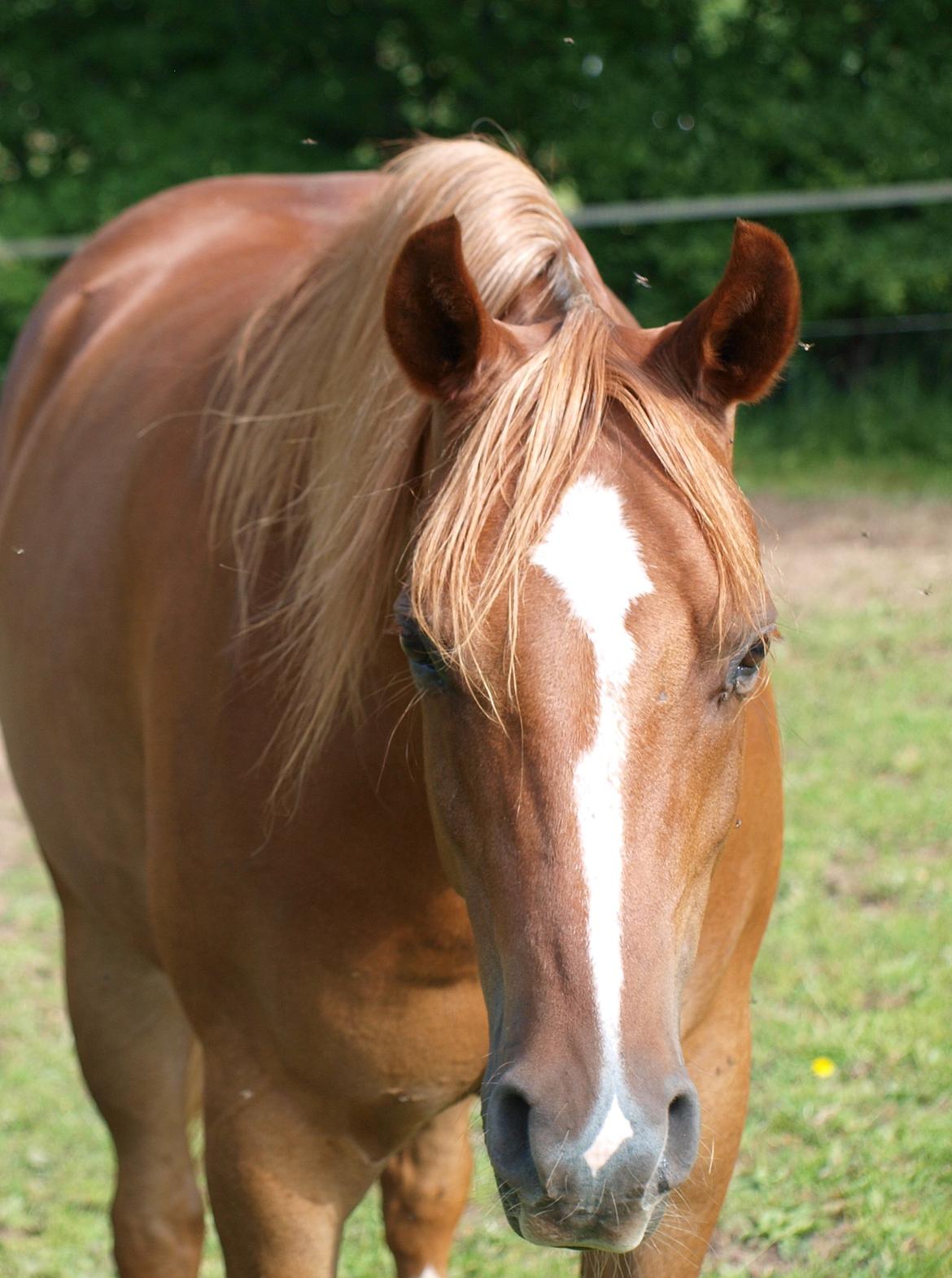 Arabisk fuldblod (OX) Bjørnebo's Shirak OX - 11-07-2013 billede 7