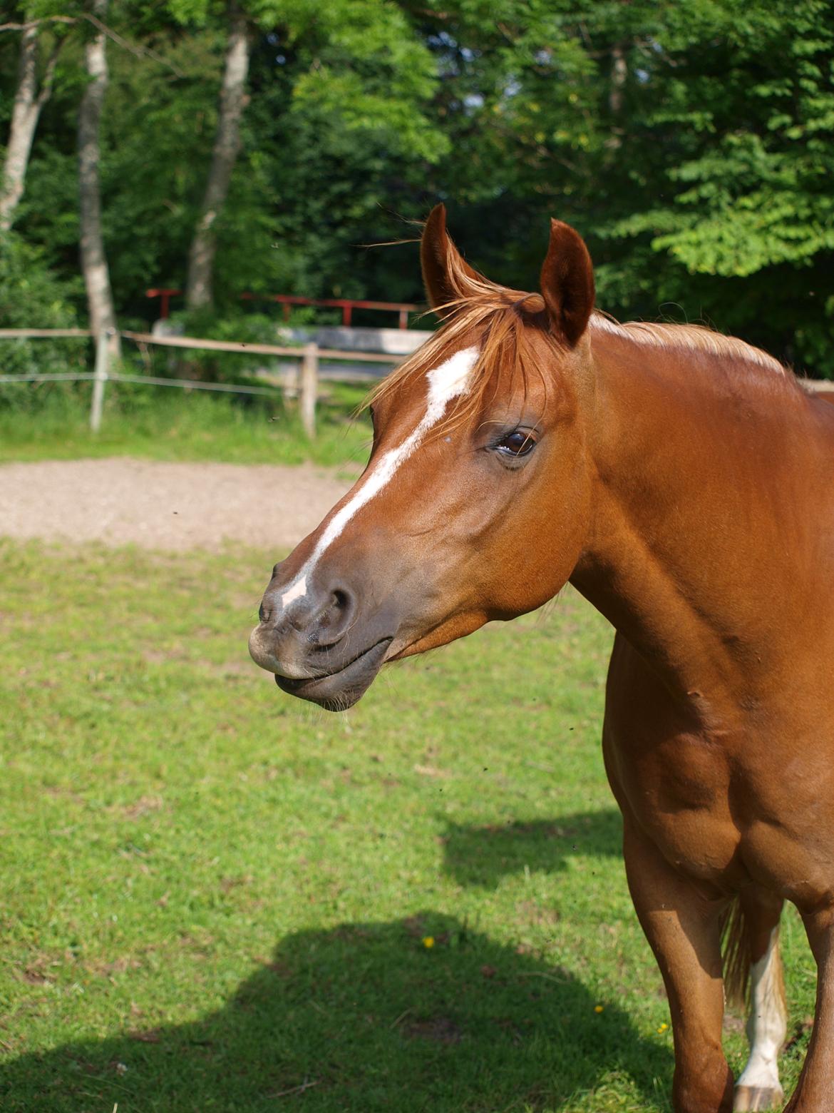 Arabisk fuldblod (OX) Bjørnebo's Shirak OX - 11-07-2013 billede 8
