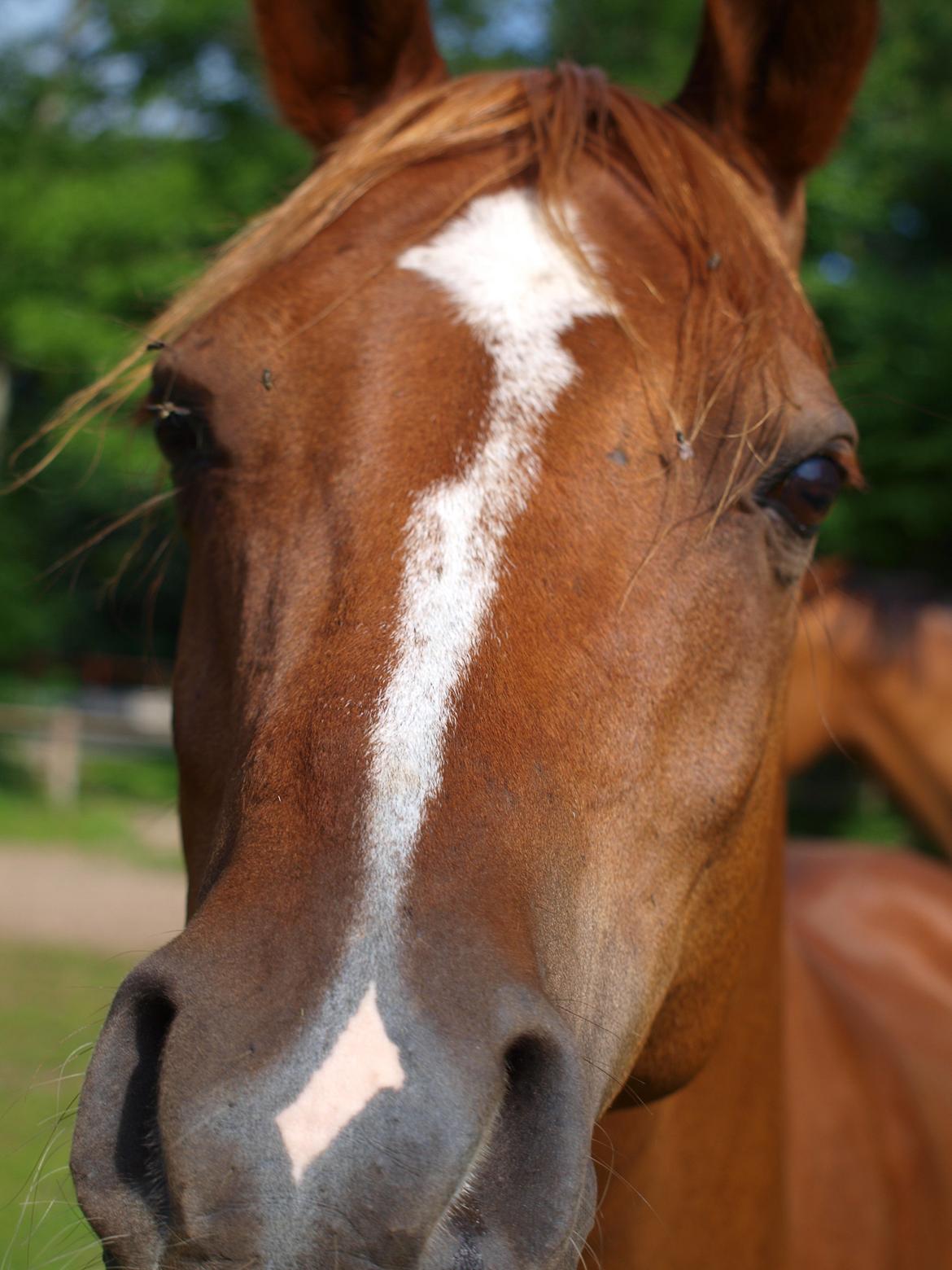 Arabisk fuldblod (OX) Bjørnebo's Shirak OX - 11-07-2013 billede 9