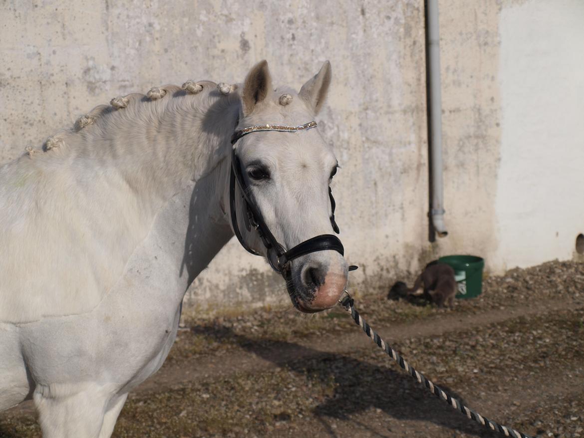 Welsh Pony (sec B) †Marmaja flika R.I.P† billede 6