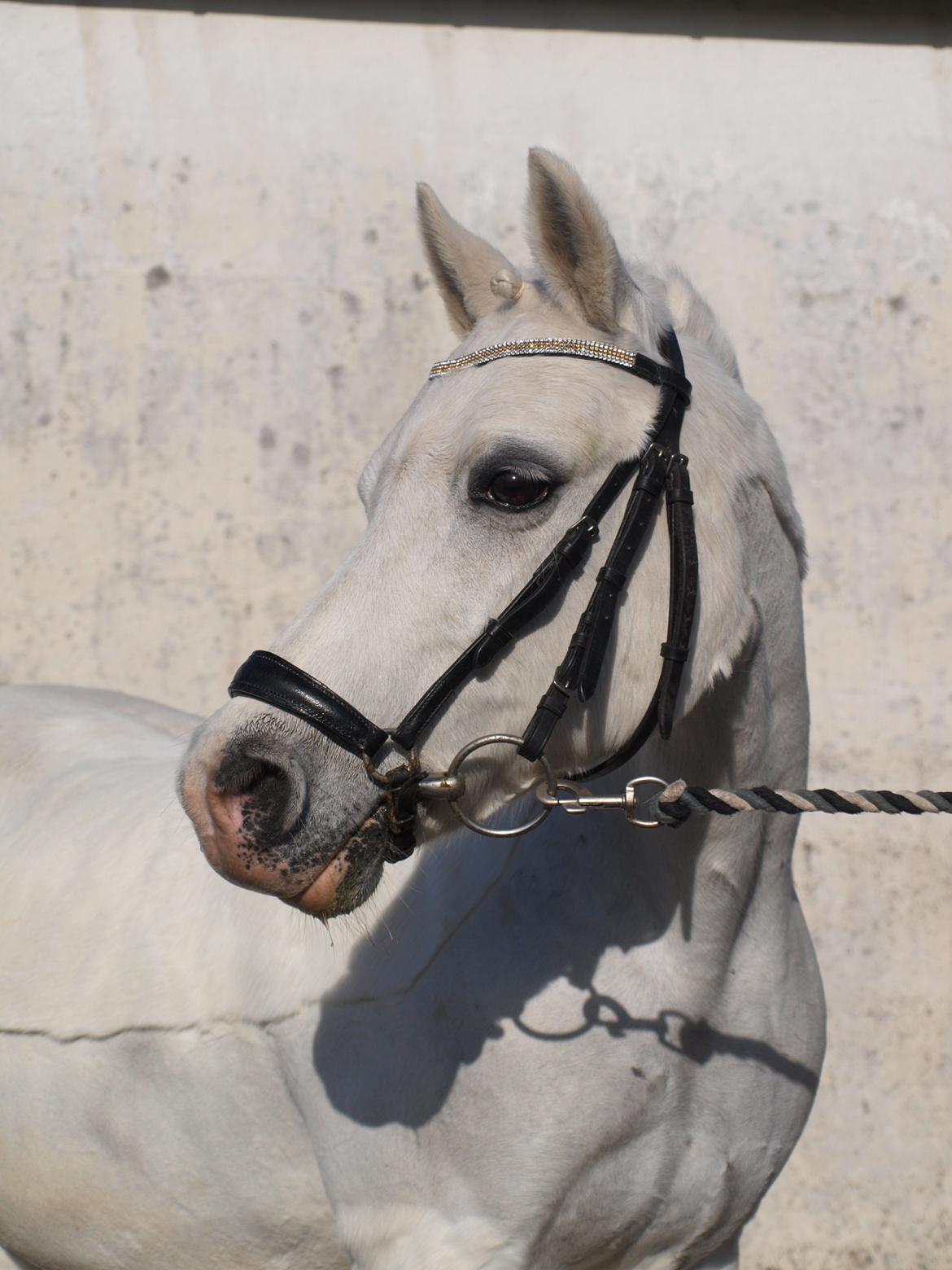 Welsh Pony (sec B) †Marmaja flika R.I.P† billede 1