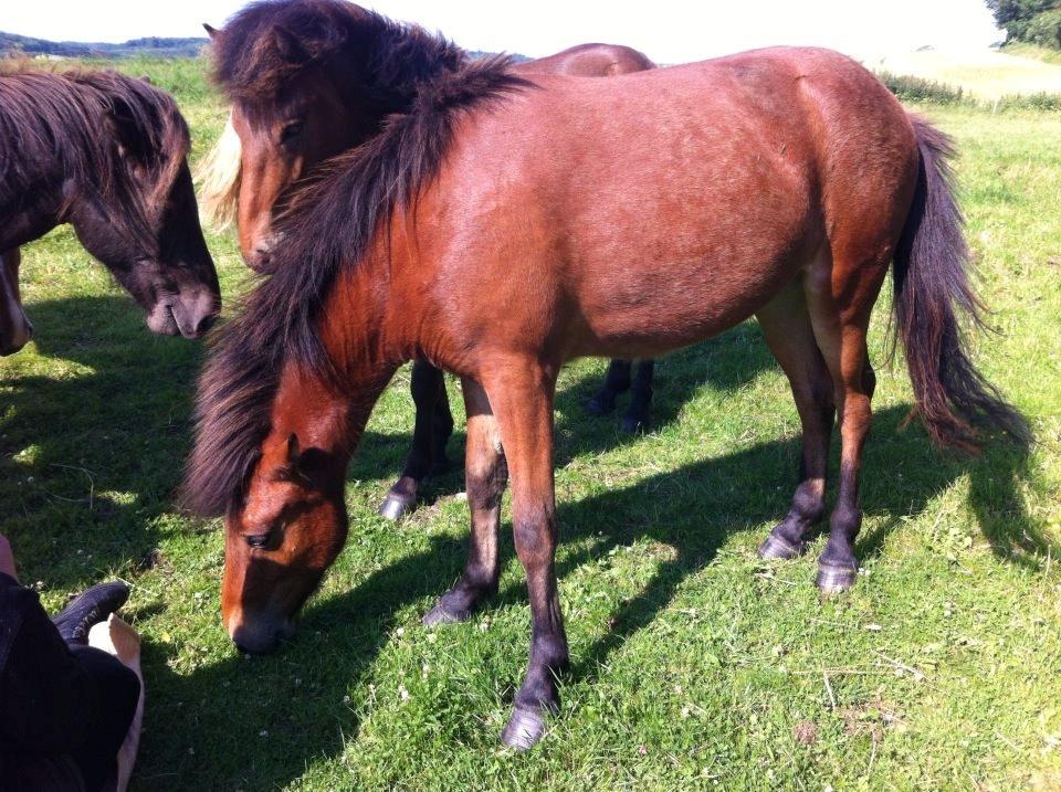 Islænder Stormur fra Birkemosegård - Mens vi ventede på dyrlægen- han skulle igennem handels undersøgelse. Juli 2013. billede 10