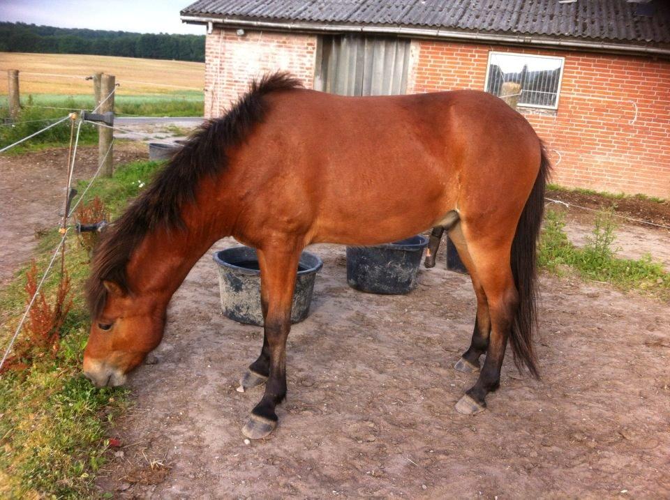 Islænder Stormur fra Birkemosegård - Lige da jeg havde fået ham... omkring 20 juli 2013 ;) billede 12