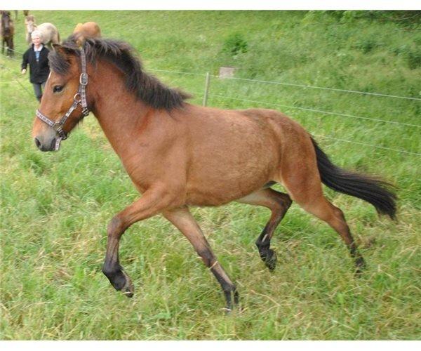 Islænder Stormur fra Birkemosegård - Hvis tølten aldrig kommer, har vi det i mindste en fin trav ;) billede 15