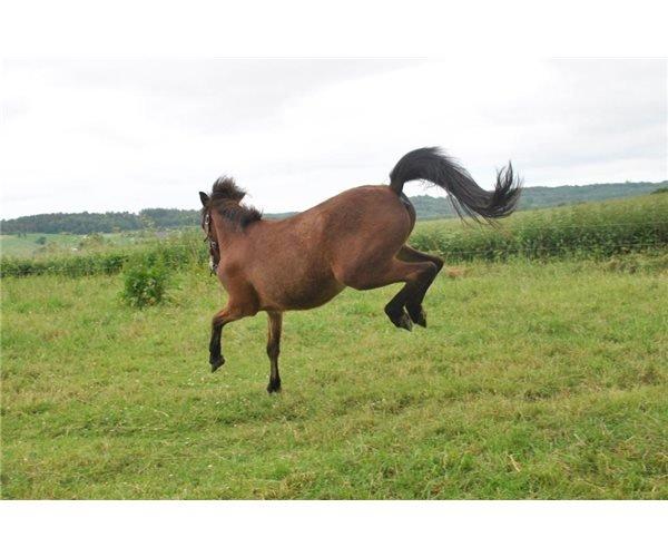 Islænder Stormur fra Birkemosegård - Det må han gerne stoppe med, inden vi skal tilride ;) Ellers taber han sin mor ;) billede 16