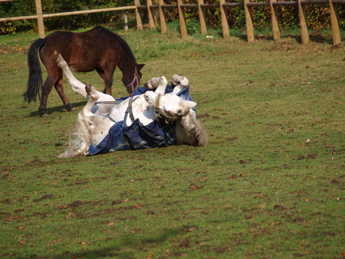 Welsh Pony (sec B) †Marmaja flika R.I.P† billede 12