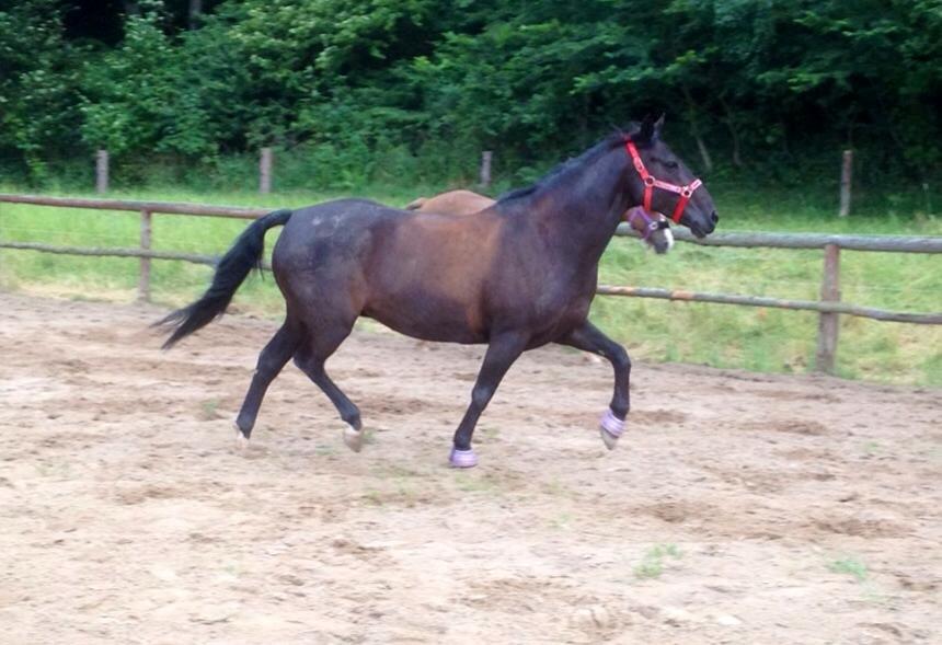 Anden særlig race Pony Gammelby <3 - Nydelig trav. :) billede 13