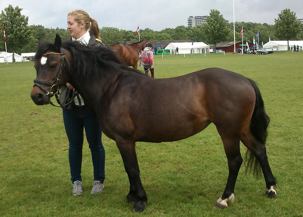 Dartmoor Feldholm´s Dream-Star † - Dyrskue 2013
Sofia og dream star vandt da lige mønstringskonkurrencen !!!! billede 16