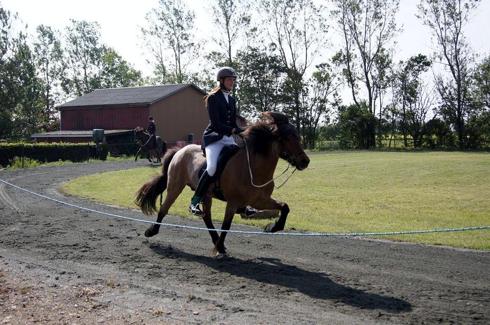 Islænder SOLFÉGUR HEJELTE billede 5