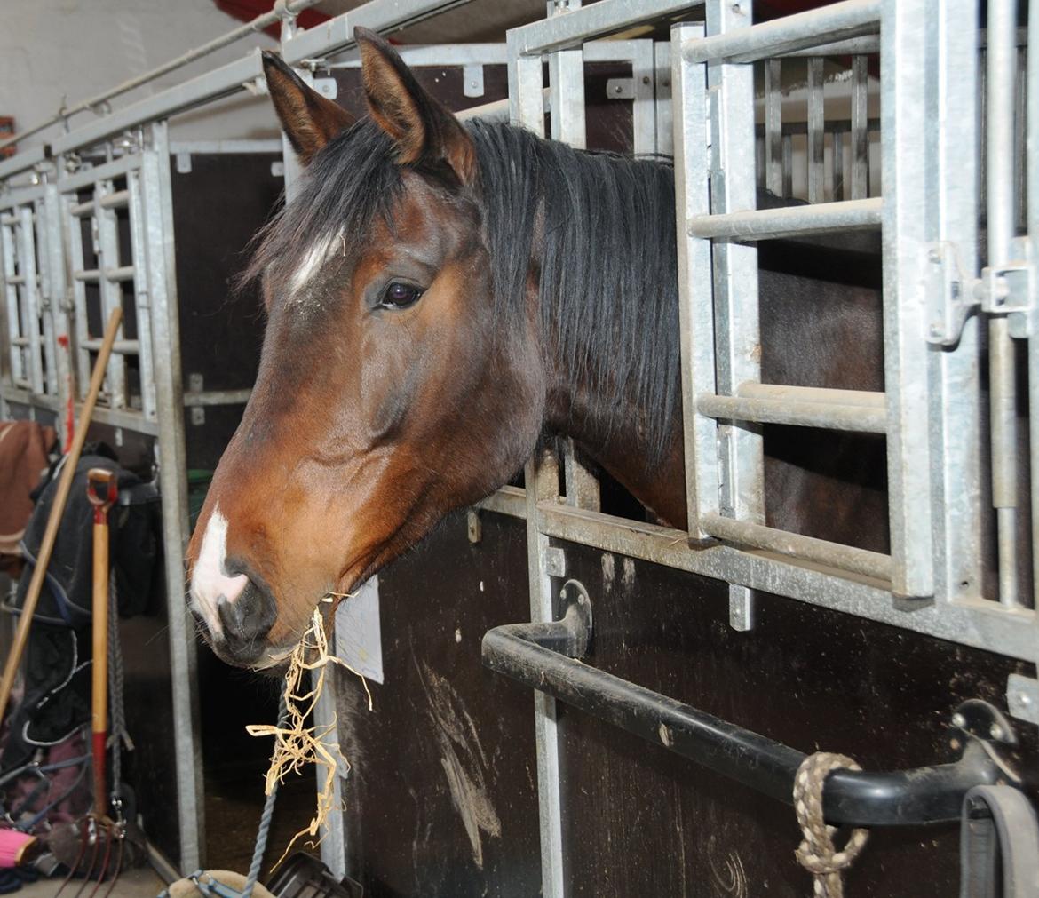 Dansk Varmblod Abelone K billede 1