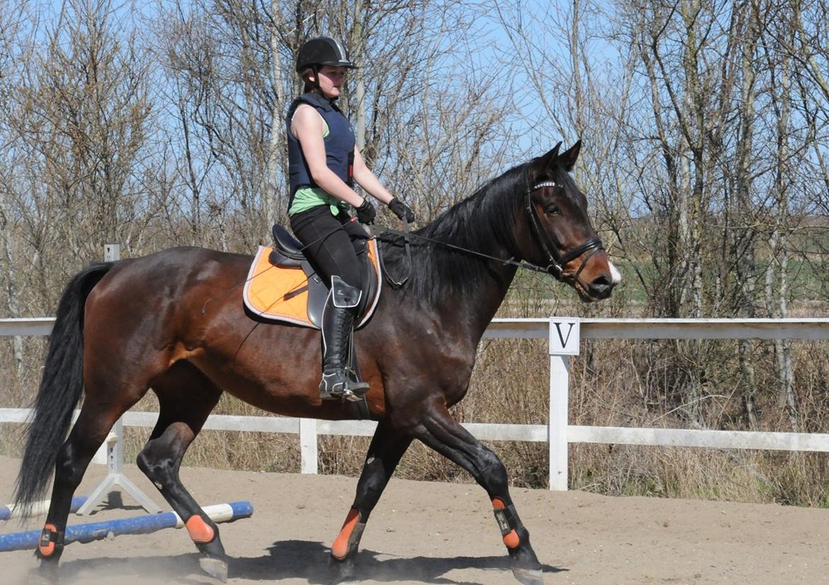 Dansk Varmblod Abelone K billede 2