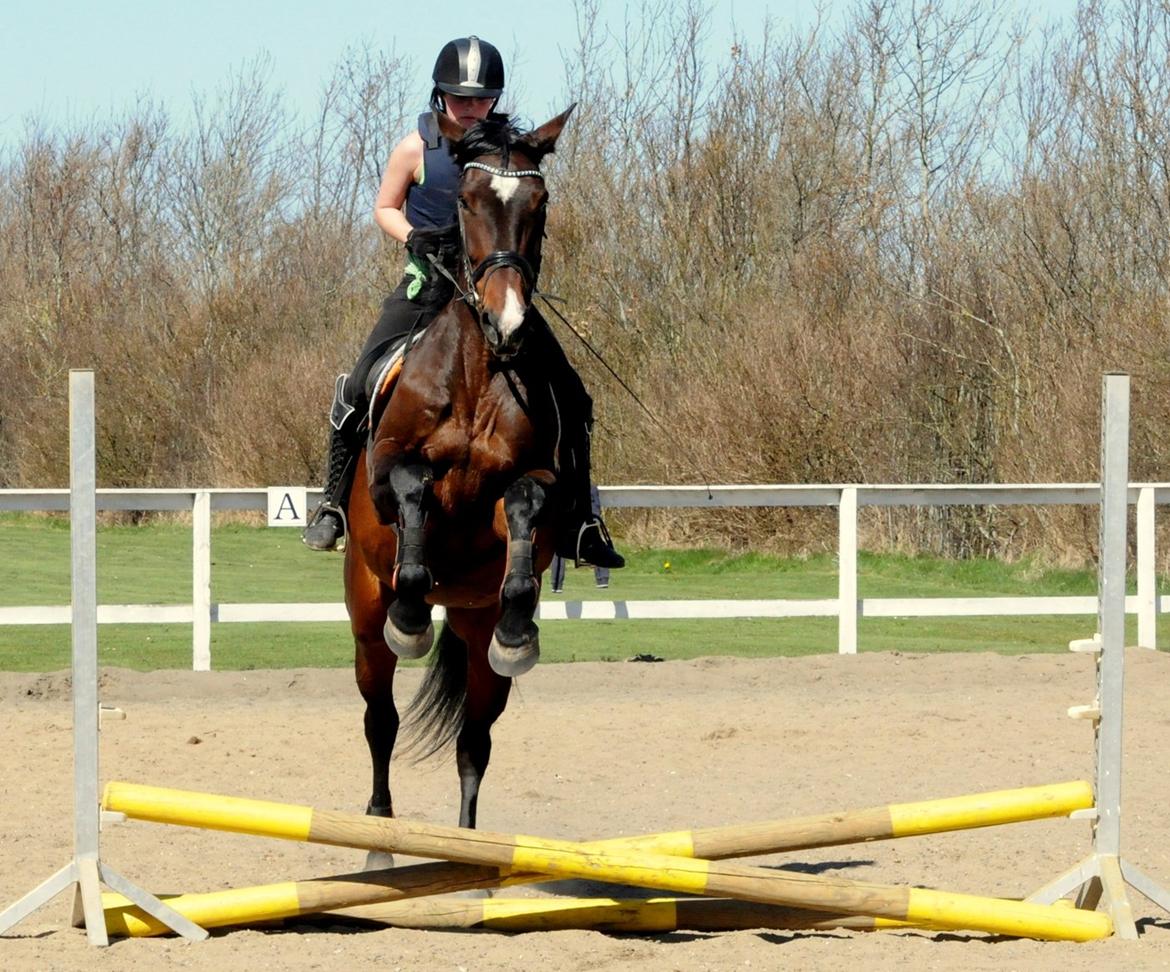 Dansk Varmblod Abelone K billede 3