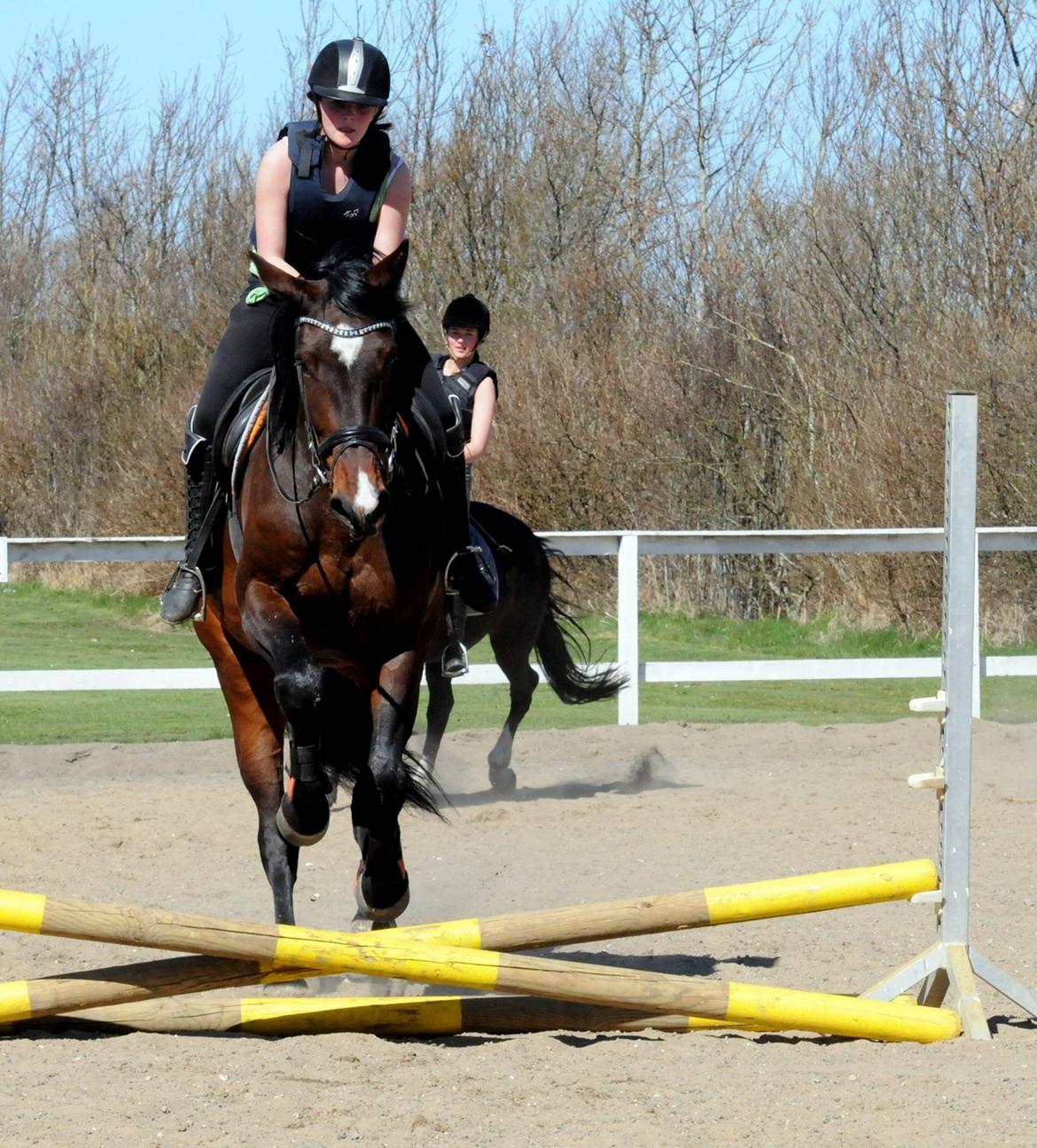 Dansk Varmblod Abelone K billede 4