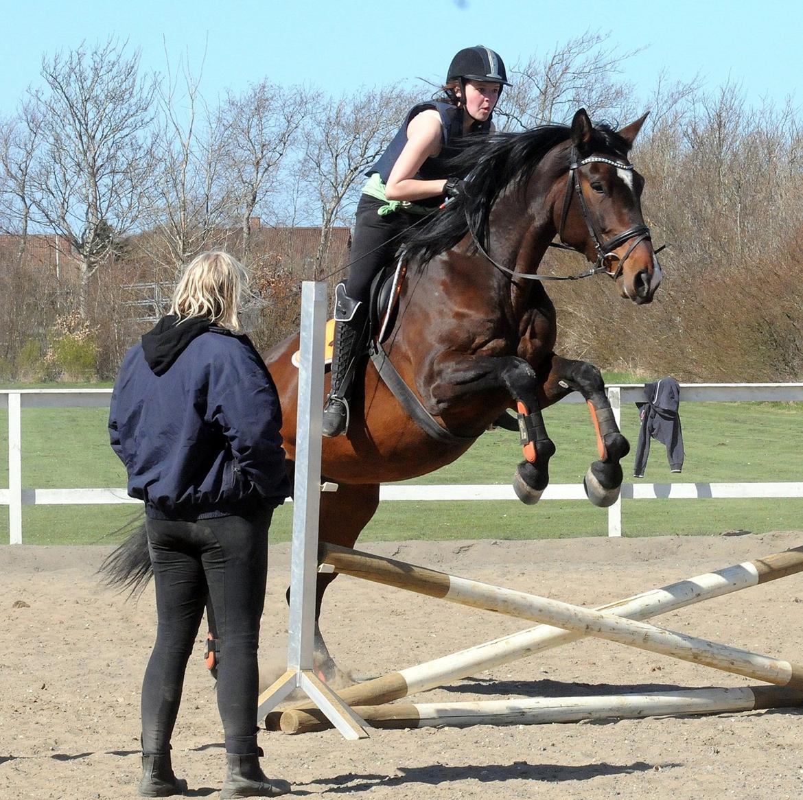 Dansk Varmblod Abelone K billede 5