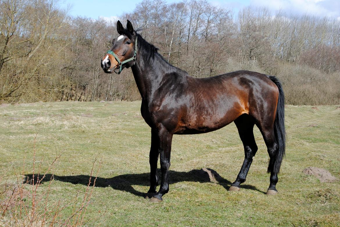 Dansk Varmblod Abelone K billede 7