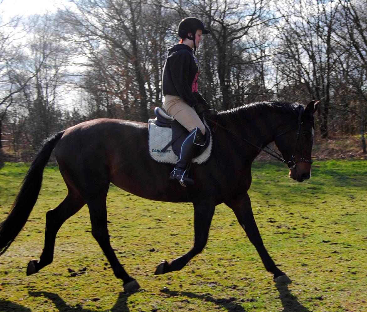 Dansk Varmblod Abelone K billede 8