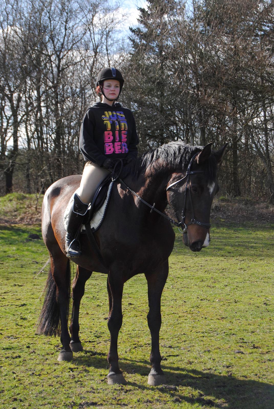 Dansk Varmblod Abelone K billede 9