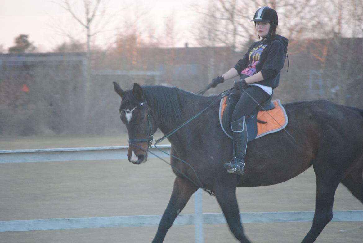 Dansk Varmblod Abelone K billede 10