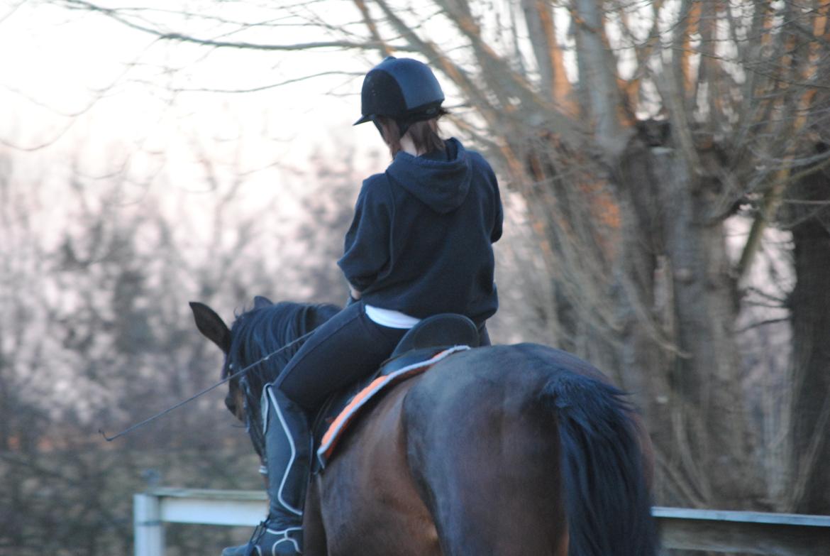 Dansk Varmblod Abelone K billede 17