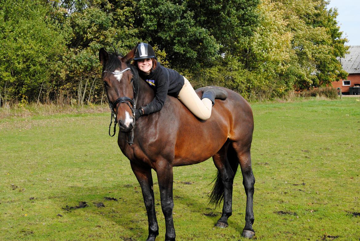 Dansk Varmblod Abelone K billede 11