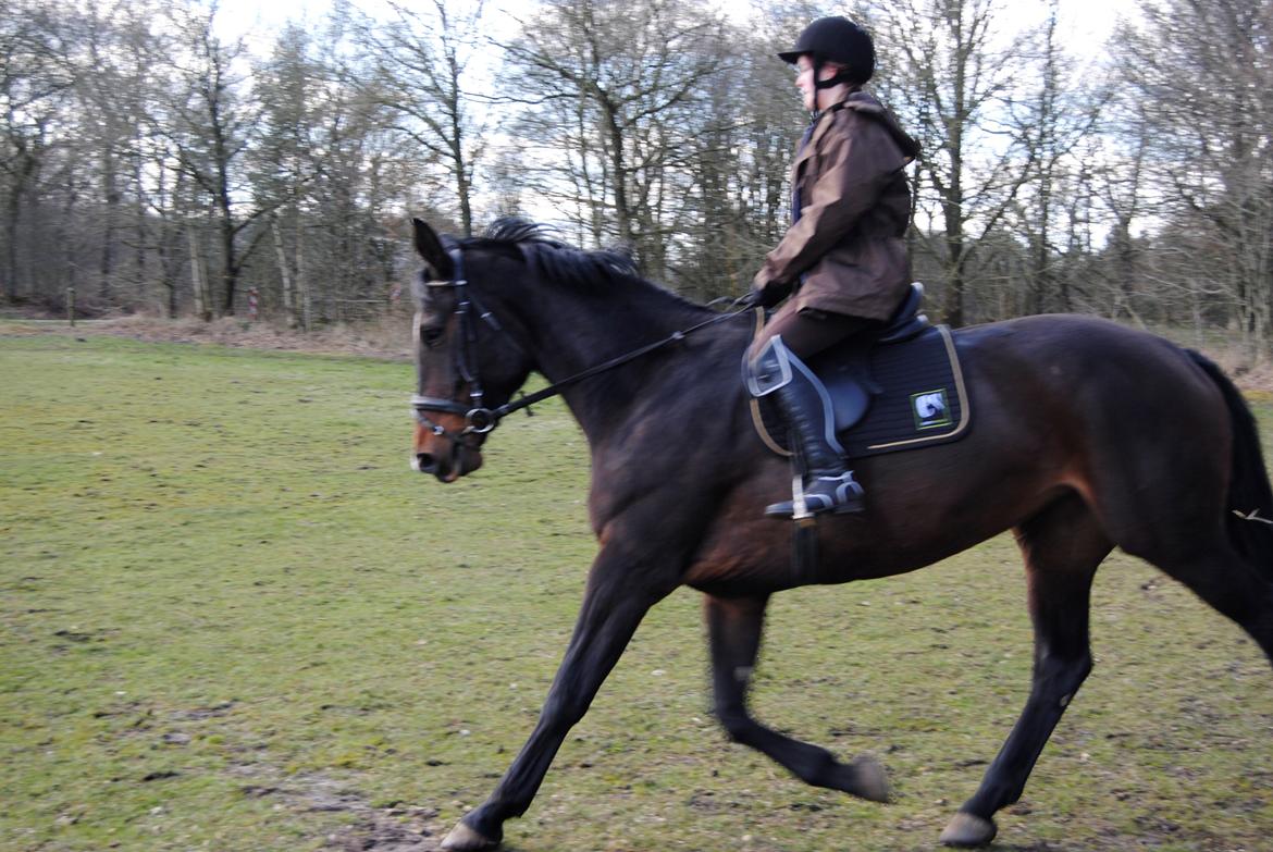 Dansk Varmblod Abelone K billede 13