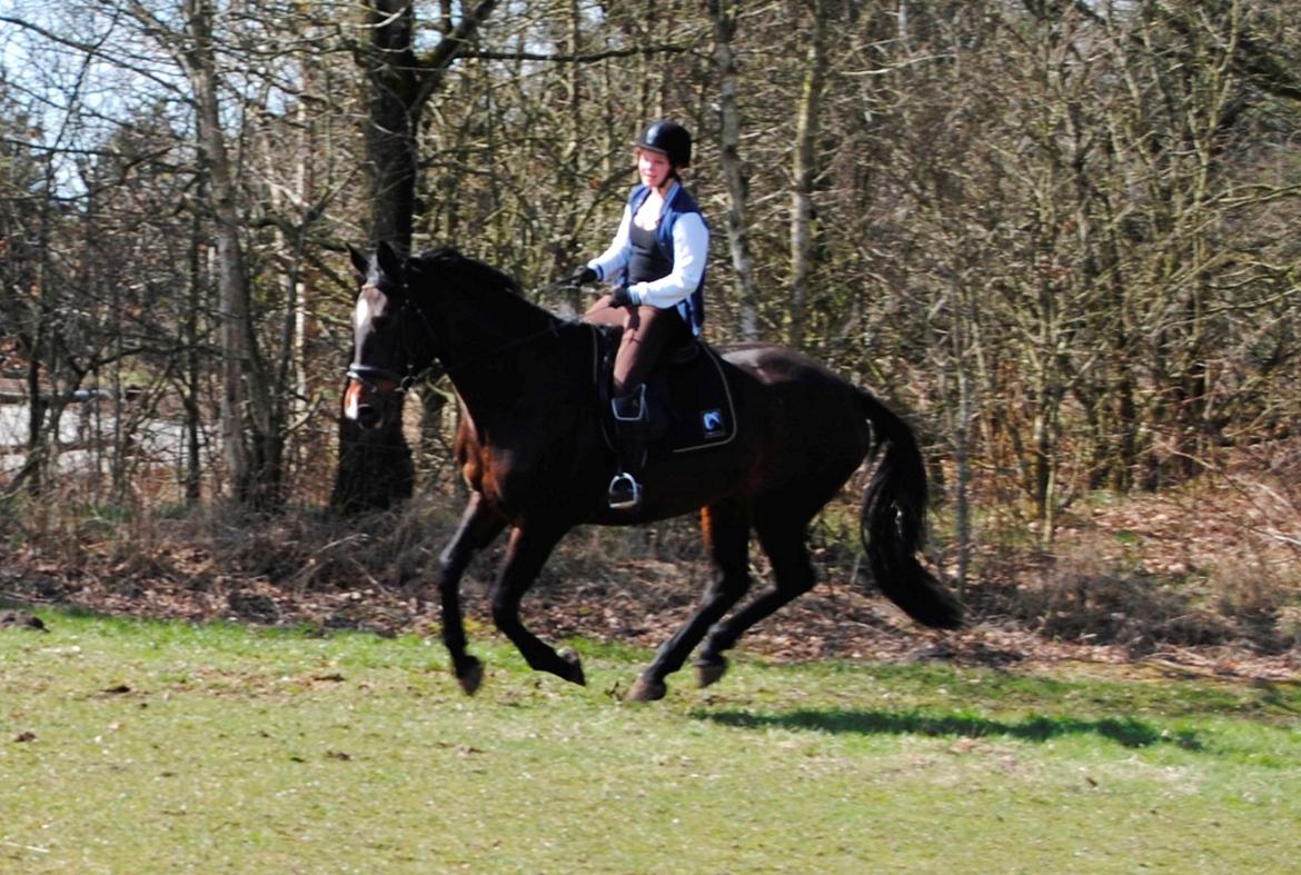 Dansk Varmblod Abelone K billede 14