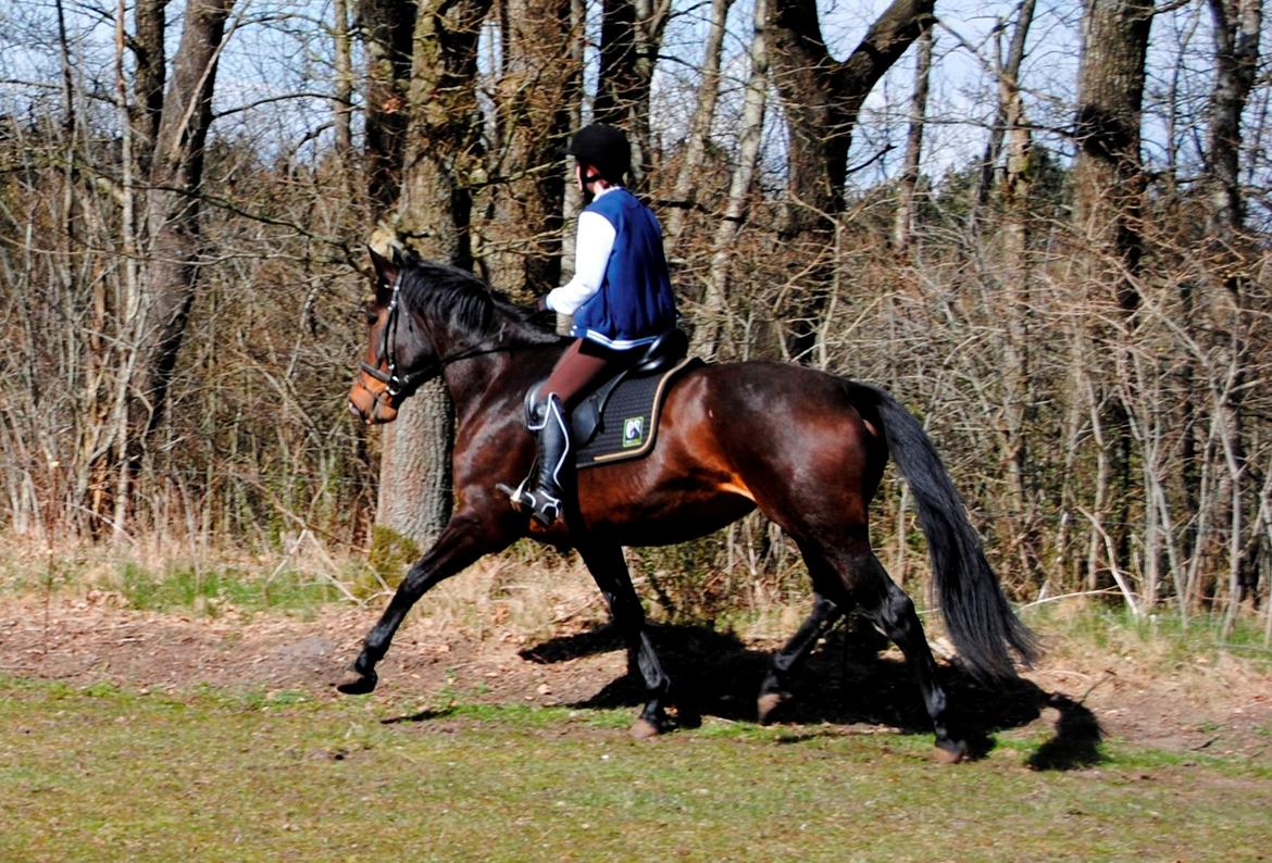 Dansk Varmblod Abelone K billede 15