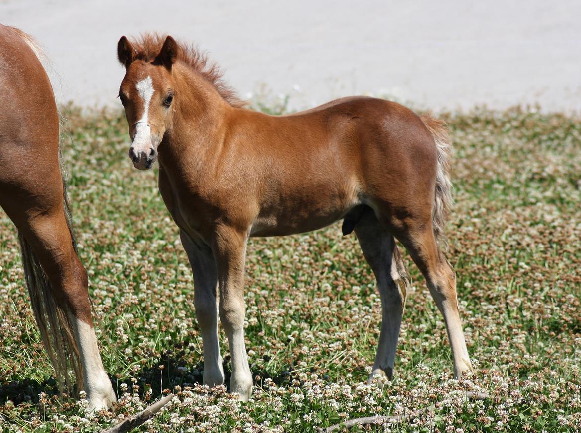 Welsh Mountain (sec A) Melanders Royal Dream - Sukke dreng 7 uger gammel billede 19