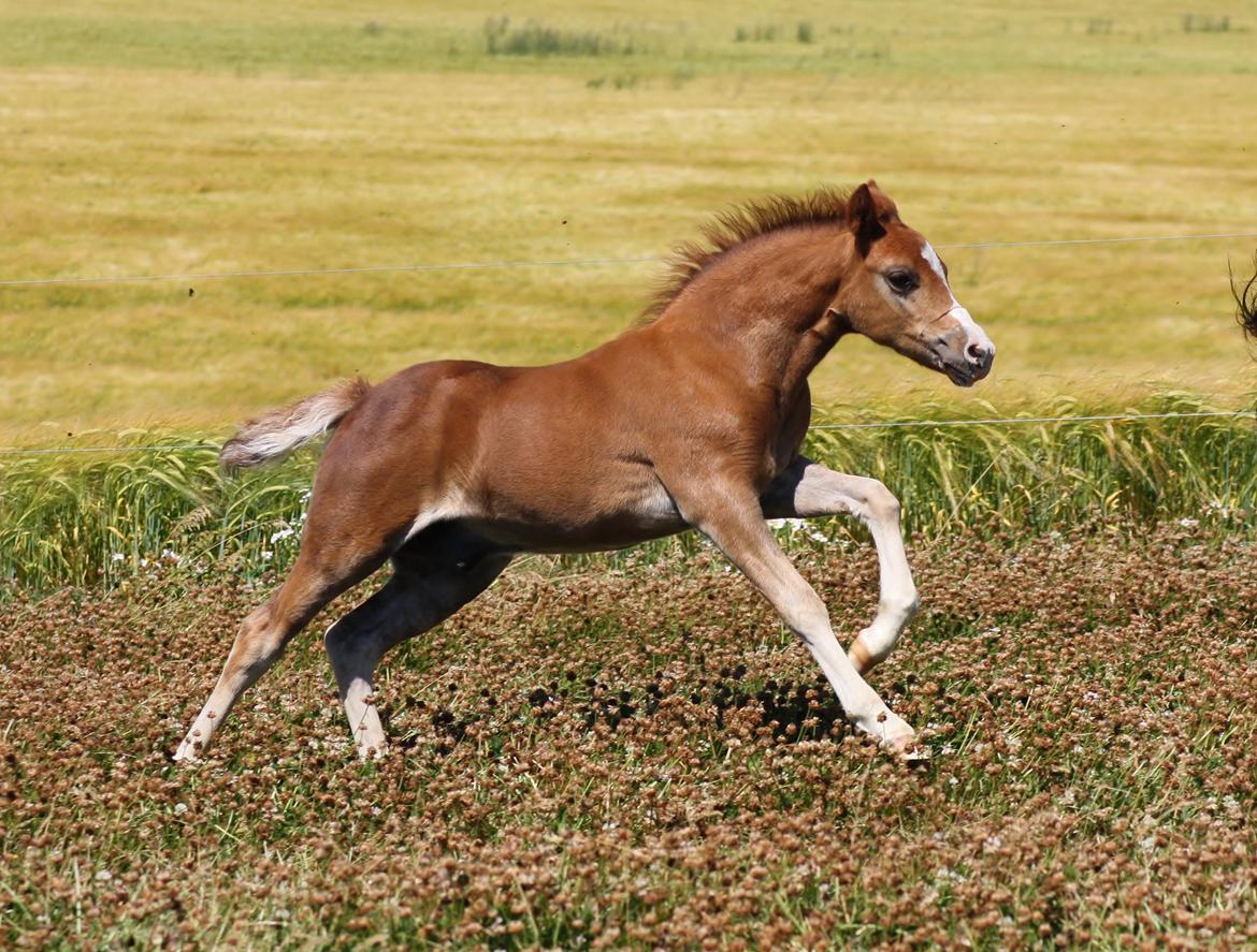 Welsh Mountain (sec A) Melanders Royal Dream - Fuld knald på 7 uger gammel billede 20
