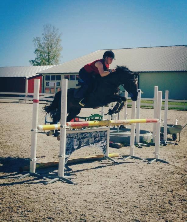 Hollandsk Sportspony | Radec<3 | (Toblerone) billede 10