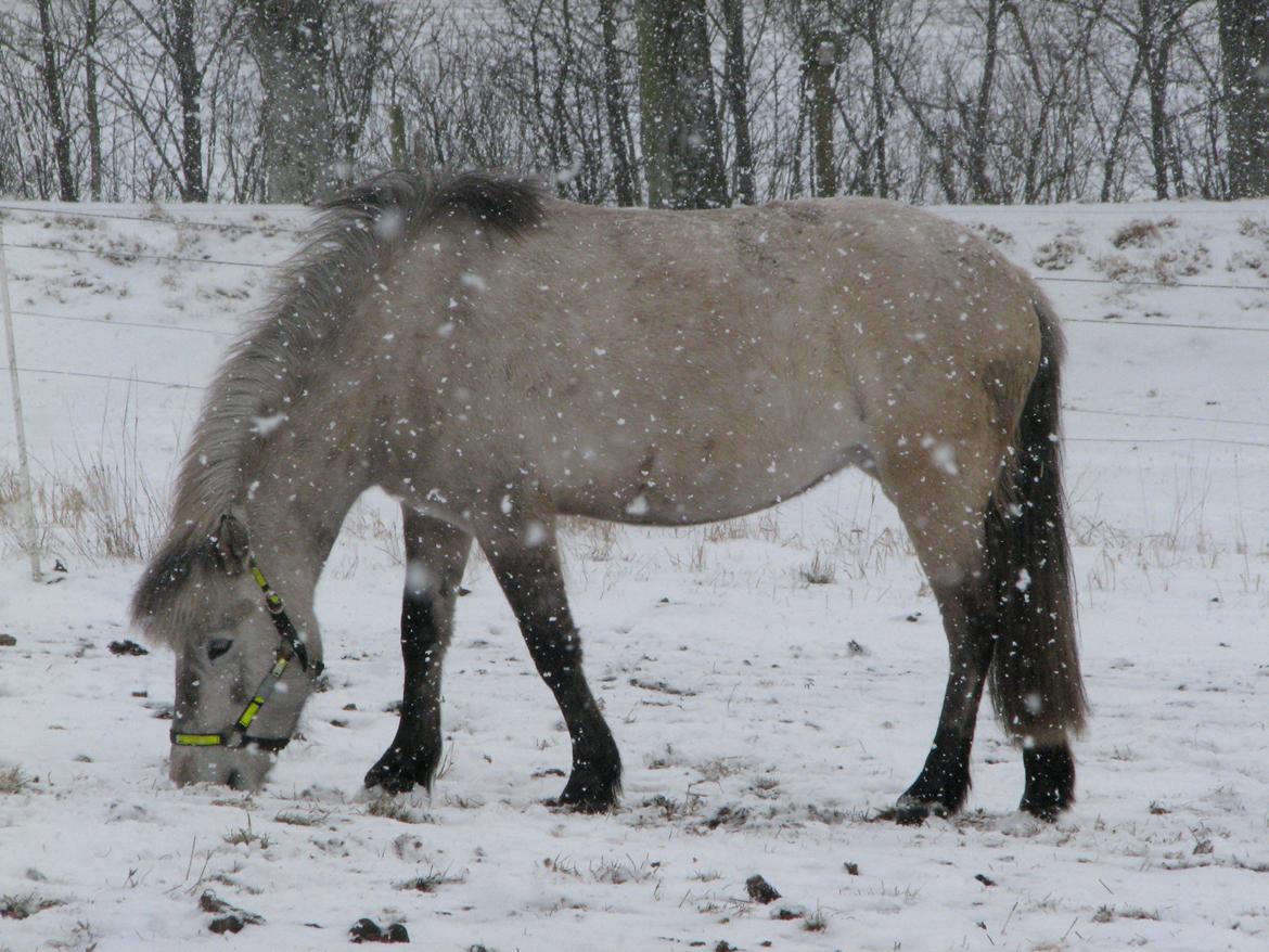 Islænder Disa fra Fruerlund - Pjuske i sneen ;)
 Vinter 2013Billede: Maya :) billede 47