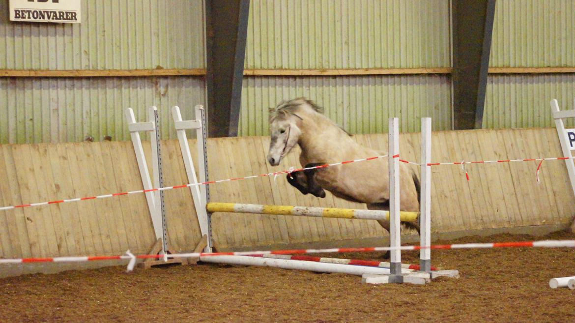 Islænder Disa fra Fruerlund - Hun bliver bedre og bedre :p 2013 
Billede: SAB :) billede 44