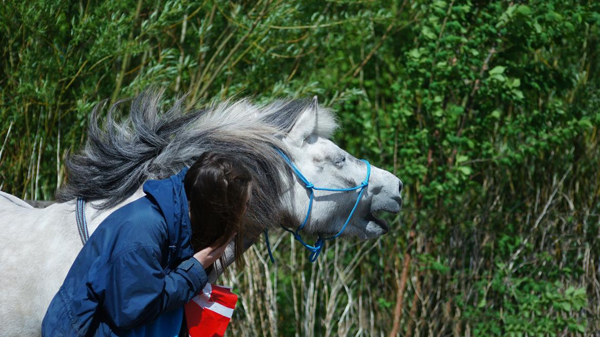 Islænder Disa fra Fruerlund - Nok vores bedste trick - gabe :p
 Maj 2013 Billede: SAB:) billede 12