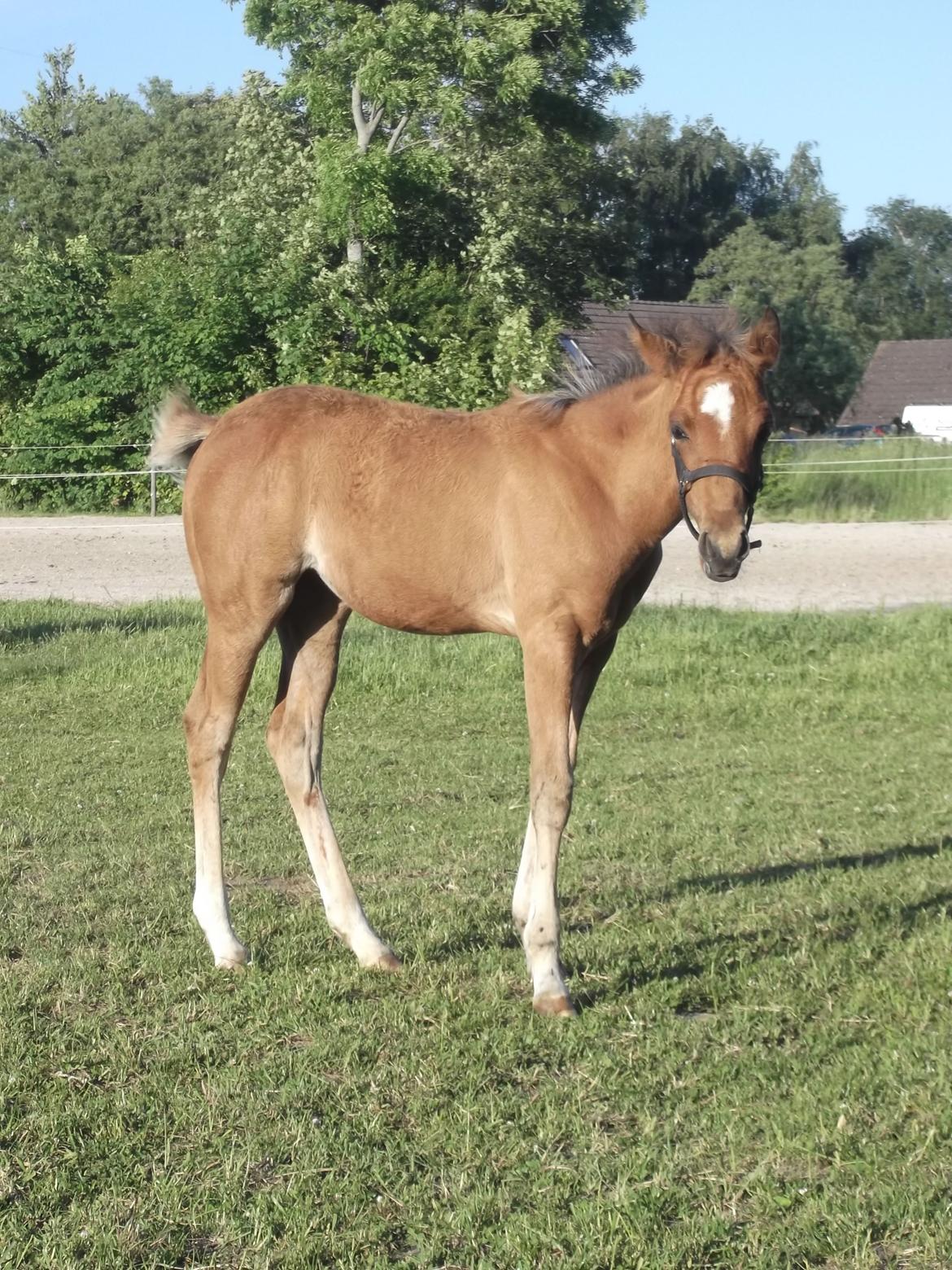 Anden særlig race Helleruphus  Anischa billede 20