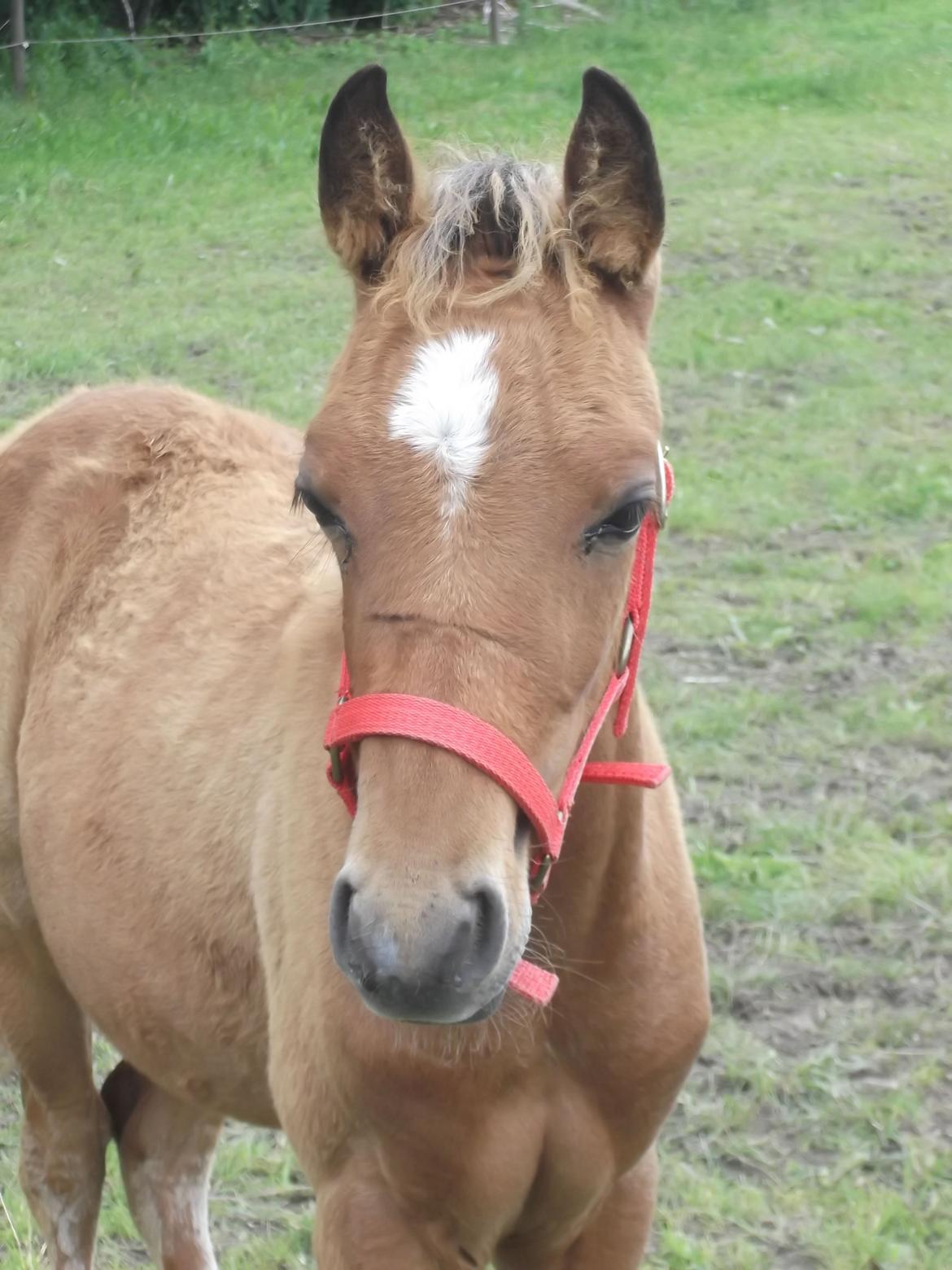 Anden særlig race Helleruphus  Anischa billede 3