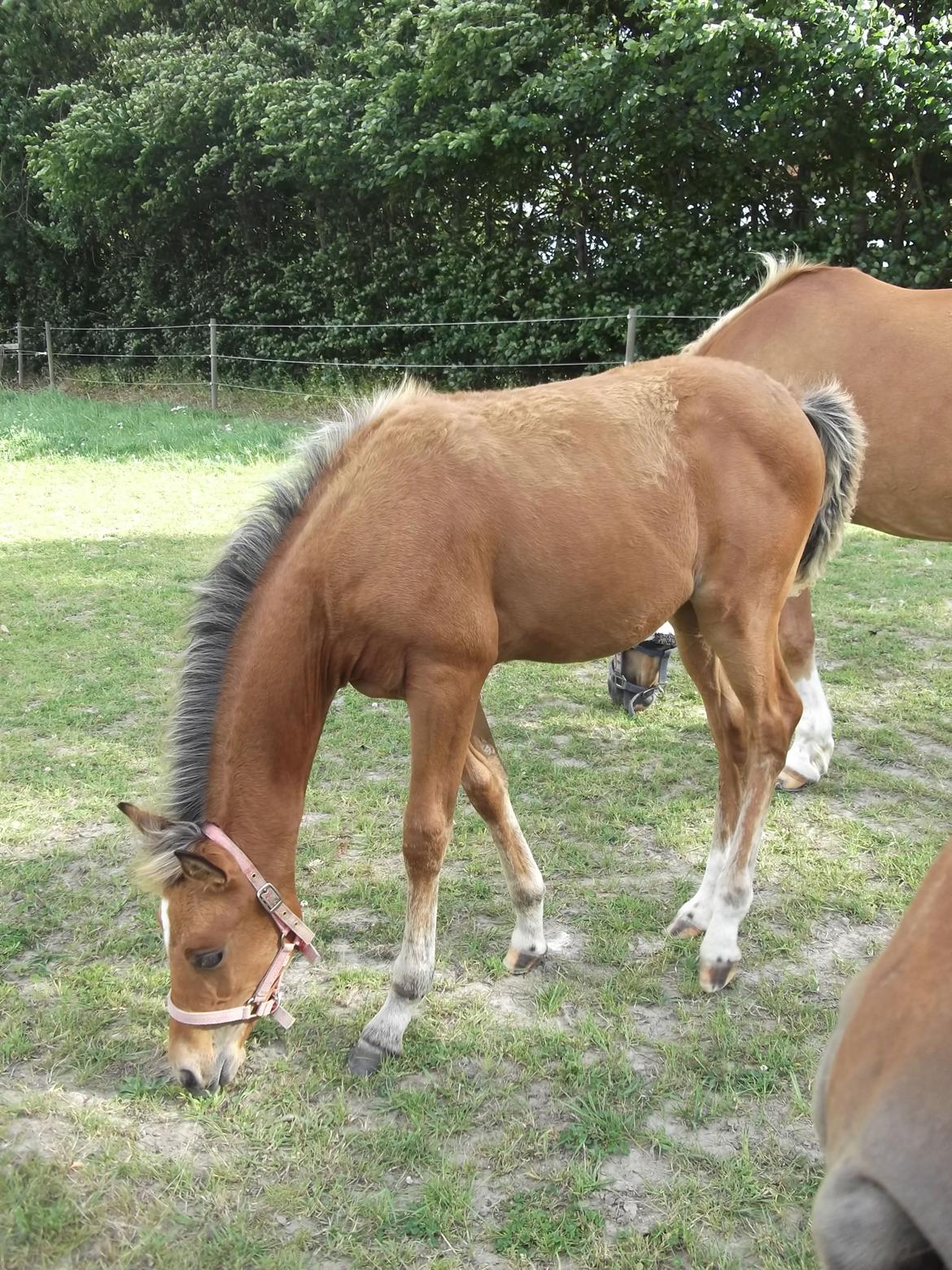 Anden særlig race Helleruphus  Anischa billede 2