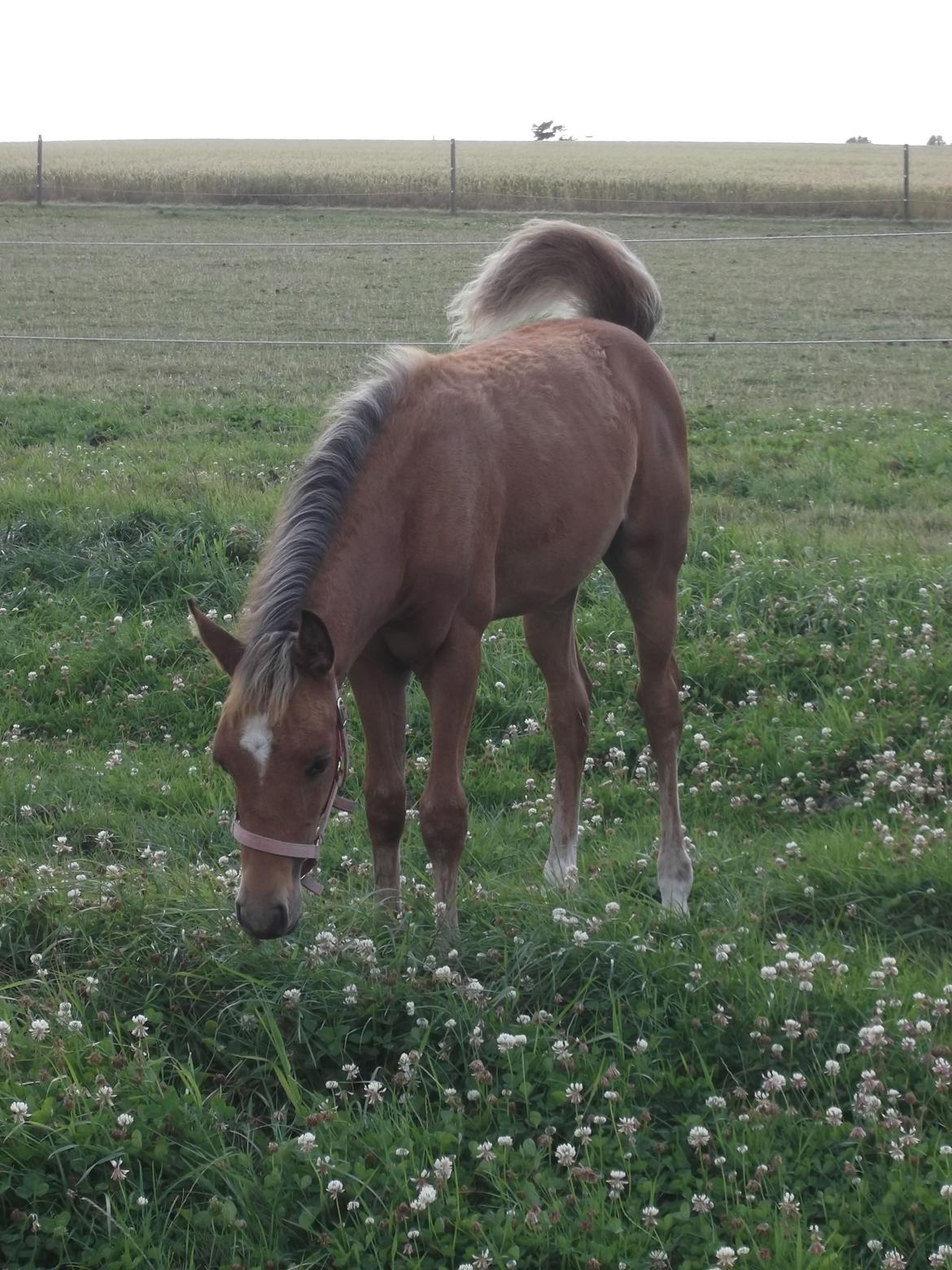 Anden særlig race Helleruphus  Anischa billede 21