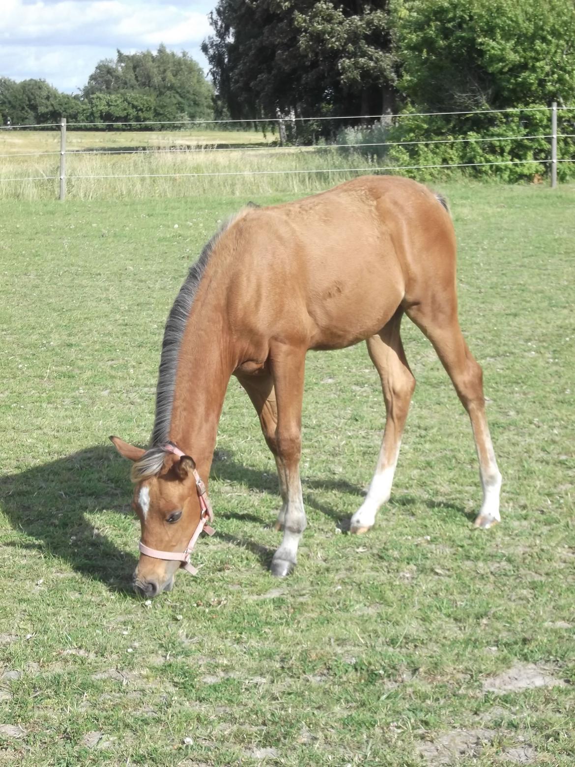 Anden særlig race Helleruphus  Anischa billede 5