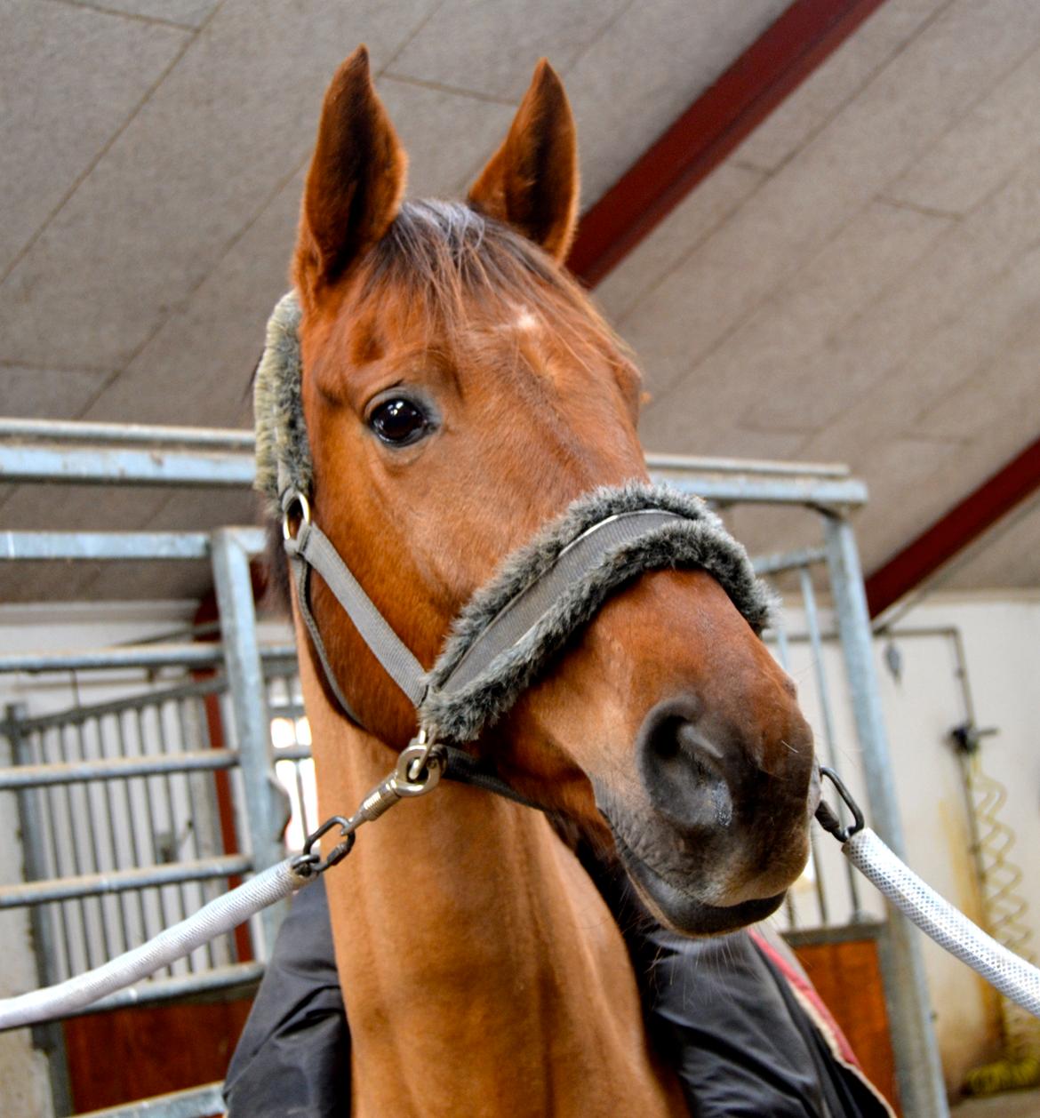 Dansk Varmblod Grøndalgaard's Mon Cherie - Grøndahl gaard's Mon Cherie <3 billede 1