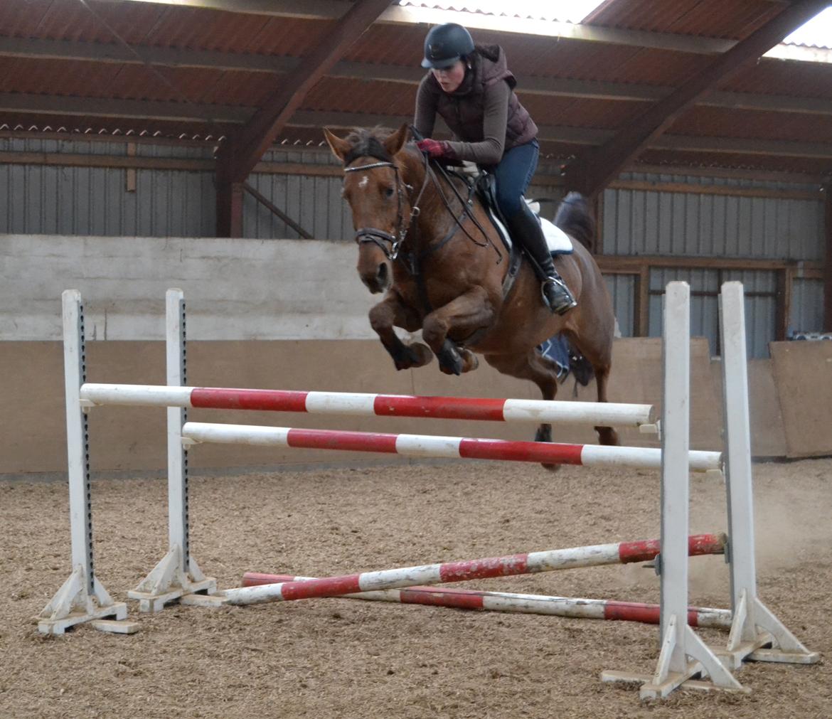 Dansk Varmblod Grøndalgaard's Mon Cherie - Mia Rise og Cherie springer 1.40 billede 3