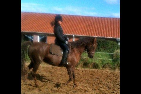 Dansk Varmblod Grøndalgaard's Mon Cherie - en af de føste gang jeg rider på Cherie billede 10