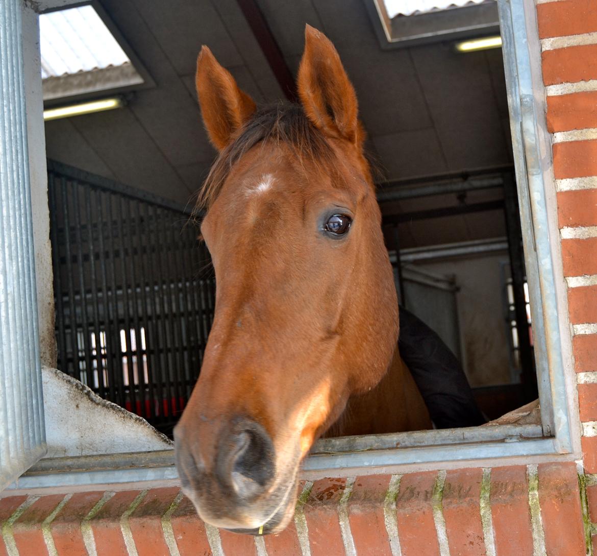 Dansk Varmblod Grøndalgaard's Mon Cherie - Den smukke <3 billede 5
